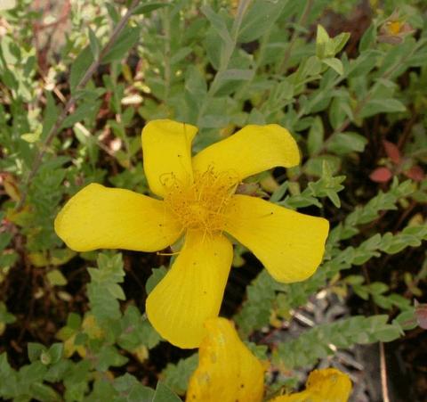 Hypericum polyphyllum grandiflorum