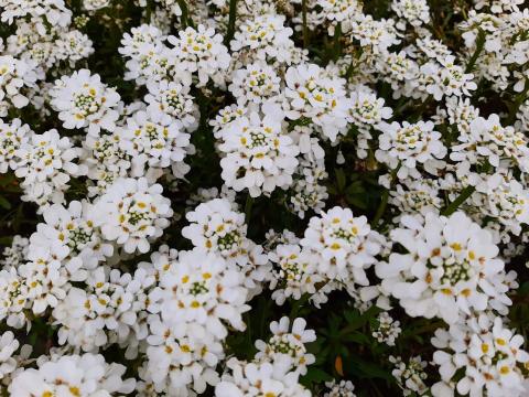 Iberis sempervirens 'Alexanders White'