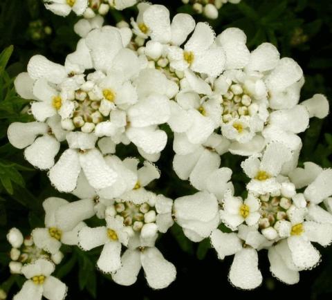 Iberis sempervirens 'Fischbeck'