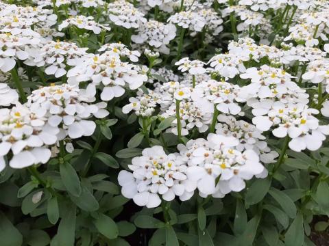 Iberis sempervirens 'Masterpiece White' (PBR)