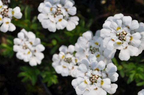 Iberis sempervirens 'Schneeflocke'