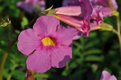 Incarvillea delavayi