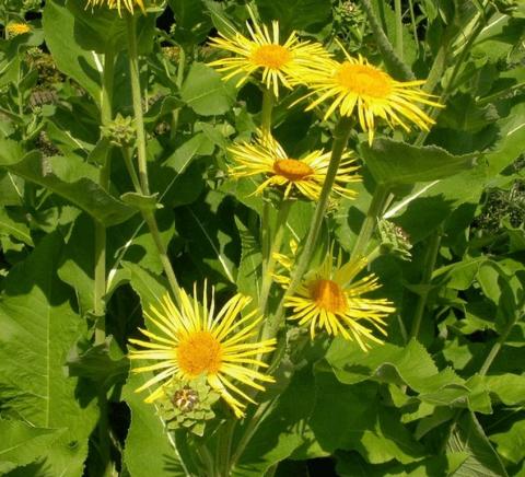 Inula helenium