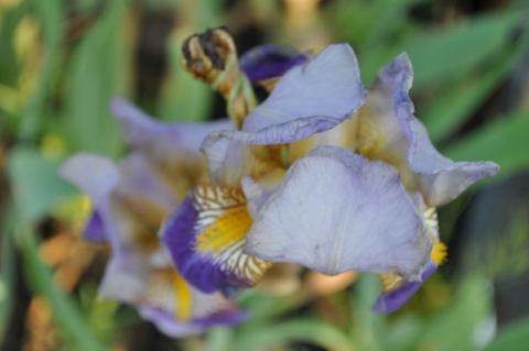 Iris germanica 'Alcazar'