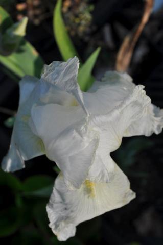 Iris germanica 'Christmas Angel'