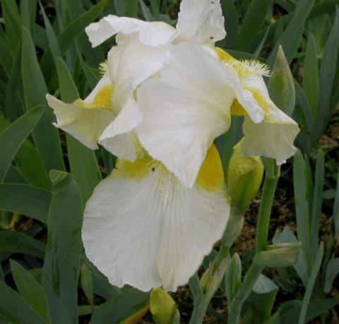 Iris germanica 'Caldron'