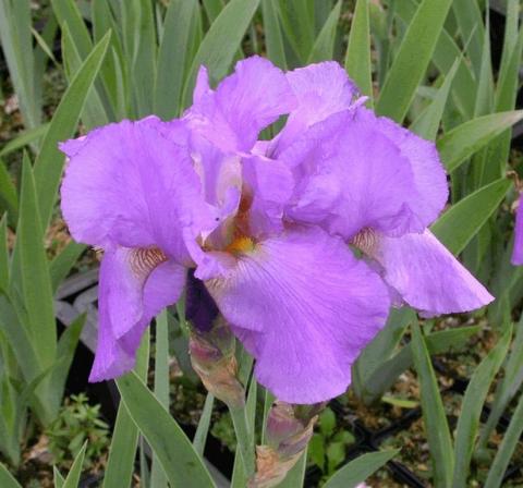 Iris germanica 'Lovely Again'