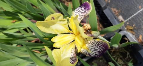 Iris germanica 'Nibelungen'