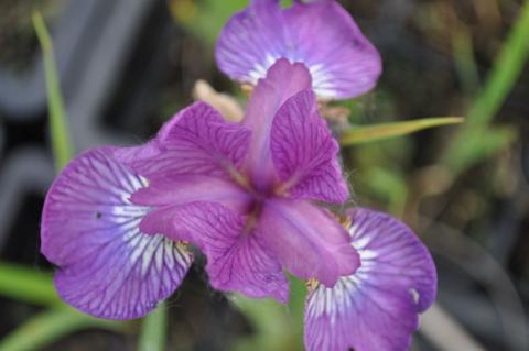 Iris sibirica