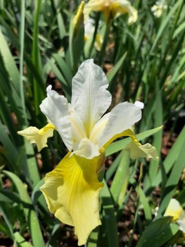 Iris sibirica 'Butter and Sugar'