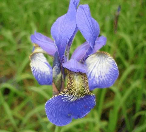 Iris sibirica 'Perry's Blue'