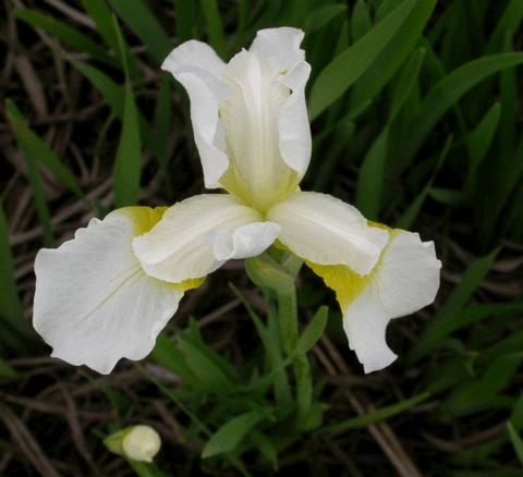 Iris sibirica 'Snow Queen'
