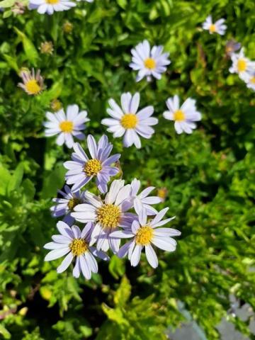 Kalimeris incisa 'Blue Star'