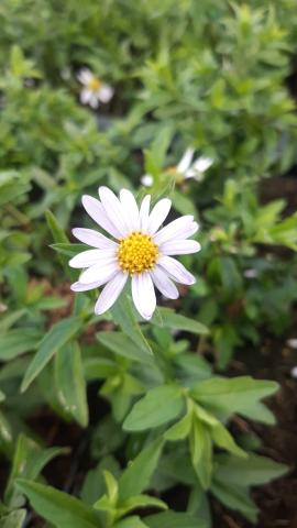 Kalimeris incisa 'Charlotte'