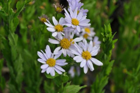 Kalimeris incisa 'Nana Blue'