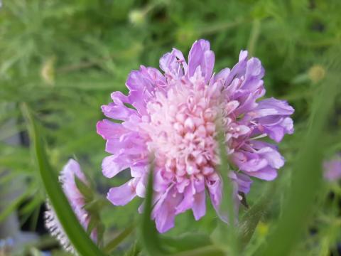 Knautia arvensis