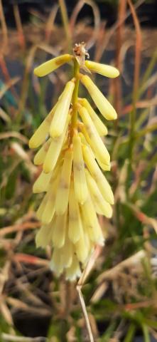 Kniphofia citrina