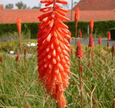 Kniphofia hybride 'Alcazar'