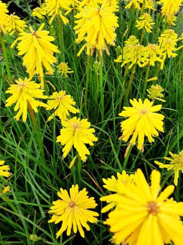 Kniphofia hybride 'Banana Popsicle' (PBR)