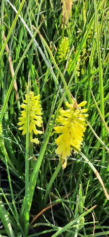 Kniphofia hybride 'Elvira' ®