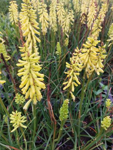 Kniphofia hybride 'Lemon Popsicle' (PBR)