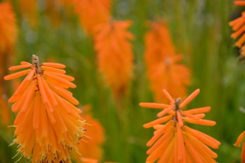 Kniphofia hybride 'Mango Popsicle' (PBR)