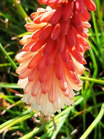 Kniphofia hybride 'Orange Vanilla Popsicle' (PBR)