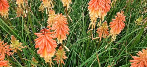 Kniphofia hybride 'Papaya Popsicle' ®