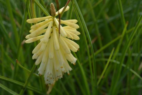 Kniphofia hybride 'Pineapple Popsicle' (PBR)