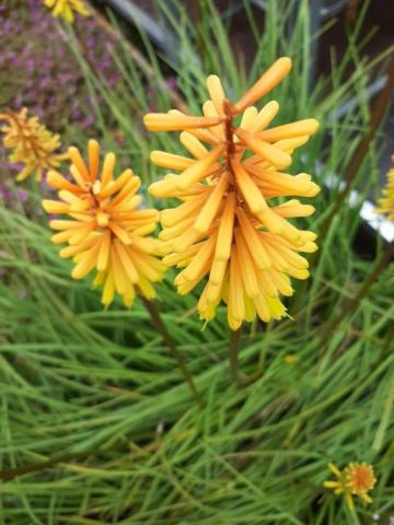 Kniphofia hybride 'Rich Echoes'