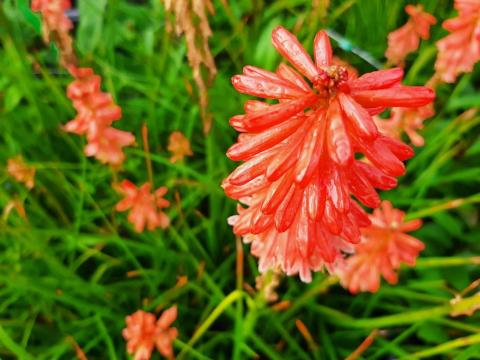 Kniphofia hybride 'Redhot Popsicle' (PBR)