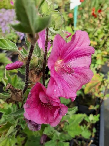 Lavatera hybride 'Bredon Springs'