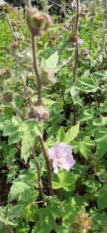 Lavatera hybride 'Lilac Lady'