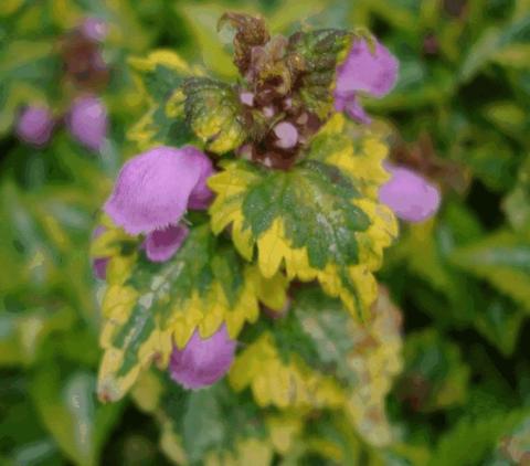 Lamium maculatum 'Anne Greenaway'