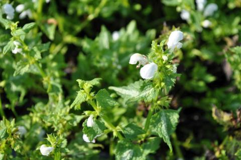 Lamium maculatum 'Album'