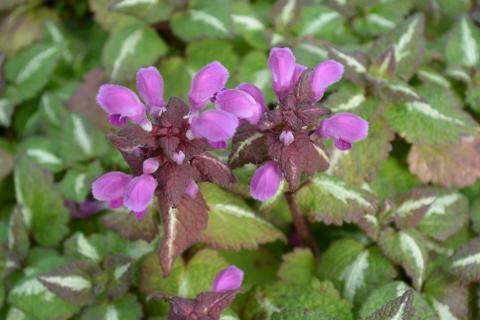 Lamium maculatum 'Chequers'