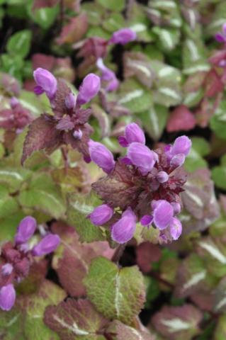 Lamium maculatum 'Roseum'