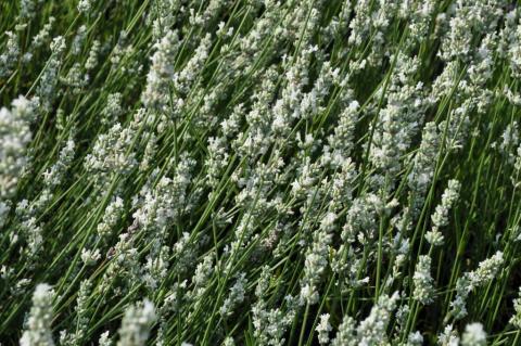 Lavandula angustifolia 'Alba'