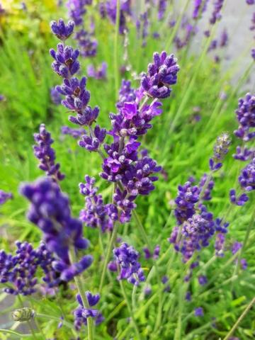 Lavandula angustifolia 'Blue Jeans' ®