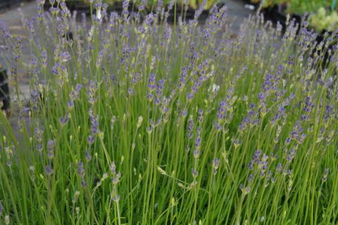 Lavandula angustifolia 'Dwarf Blue'