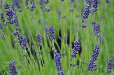 Lavandula angustifolia 'Hidcote'