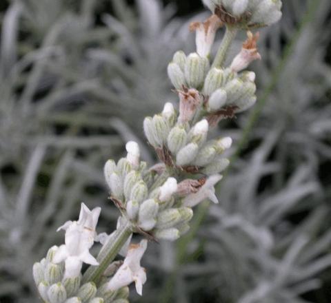 Lavandula angustifolia 'Hidcote White'