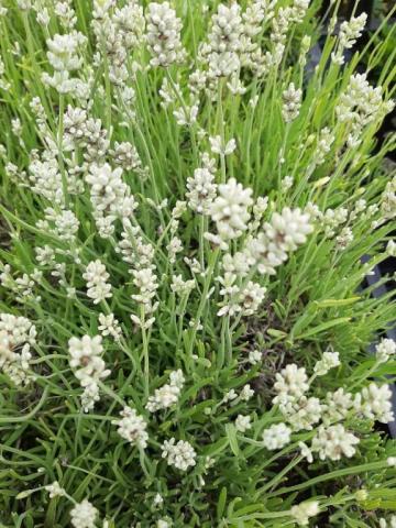 Lavandula angustifolia 'Nana Alba'