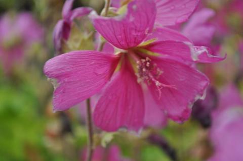 Lavatera hybride 'Burgundy Wine'