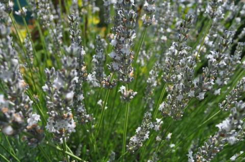 Lavandula intermedia 'Edelweiss'