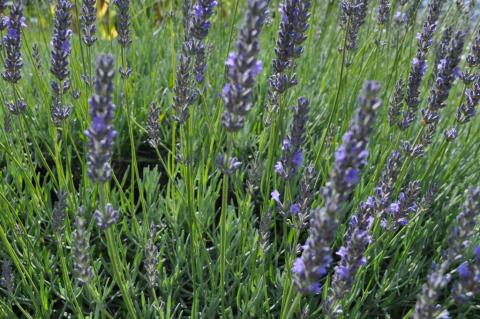 Lavandula intermedia 'Grappenhall'