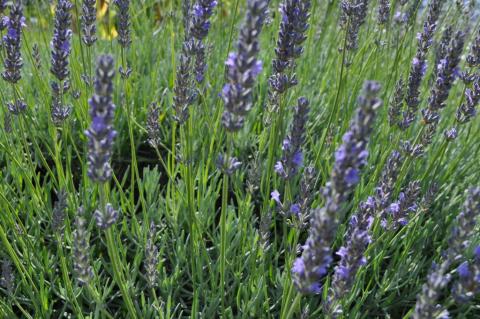 Lavandula intermedia 'Grappenhall'