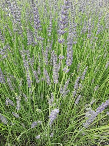 Lavandula intermedia 'Phenomenal' (PBR)