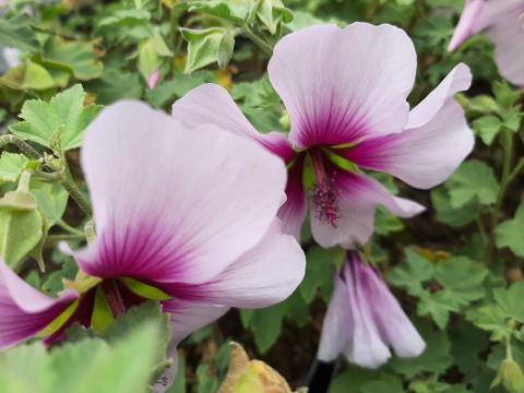 Lavatera maritima