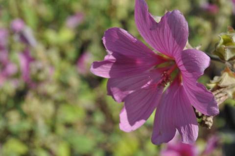 Lavatera olbia 'Rosea'